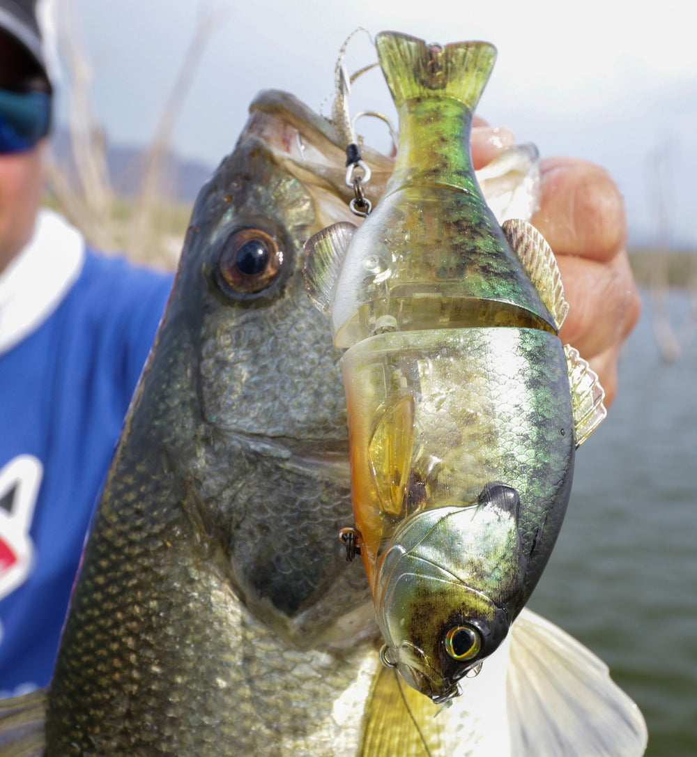 Jackall Lures – Shimano Canada Fishing