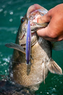 image of product WORLD MINNOW FLASH BOOST