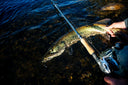 image of product COMPRE MUSKIE K