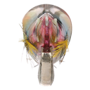 front image of sku SEPCL25FBPCA